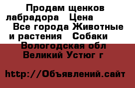 Продам щенков лабрадора › Цена ­ 20 000 - Все города Животные и растения » Собаки   . Вологодская обл.,Великий Устюг г.